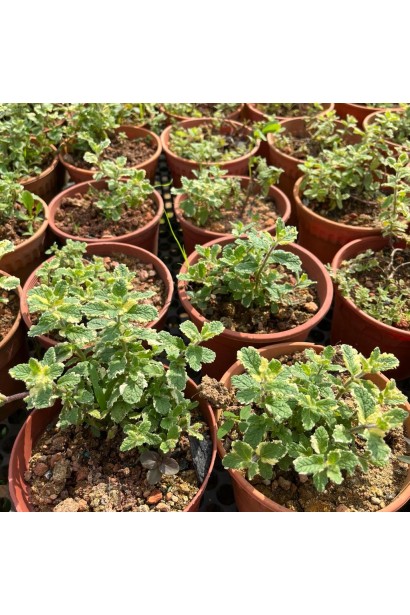 М’ята ананасна Варієгата саджанці